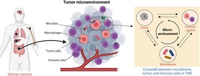 Tumor microbiome metabolism: A game changer in cancer development and therapy